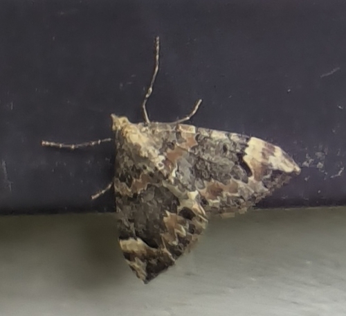 Dark Marbled Carpet