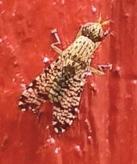 Euthycera chaerophylli