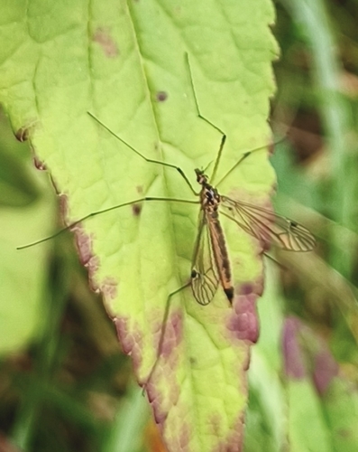Nephrotoma cornicina