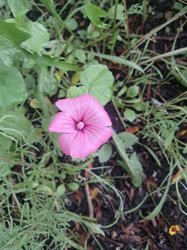 Royal Mallow