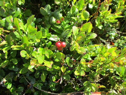Lingonberry