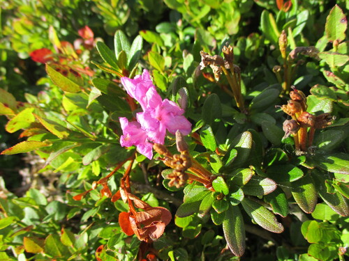 Rhododendron kotschyi