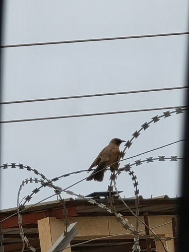 Common Bulbul