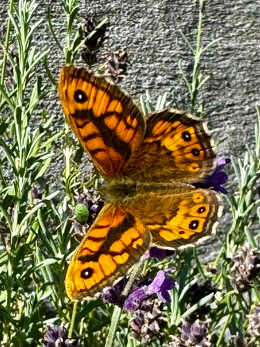 Wall Brown