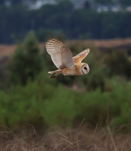iNaturalist observation photo of American Barn Owl