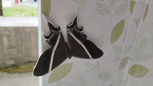 Tropical Swallowtail Moth