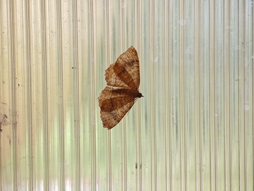 Yellow Shell Moth