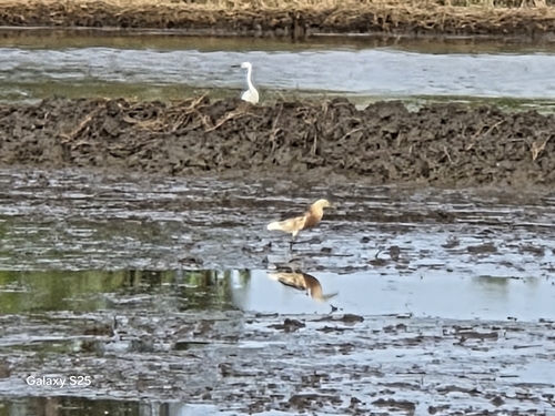 Javan Pond-Heron