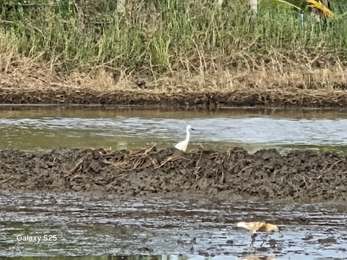 Little Egret