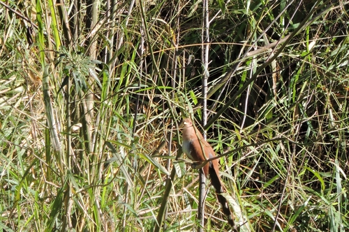 Common Squirrel-Cuckoo