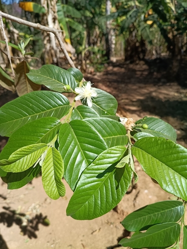 Common guava