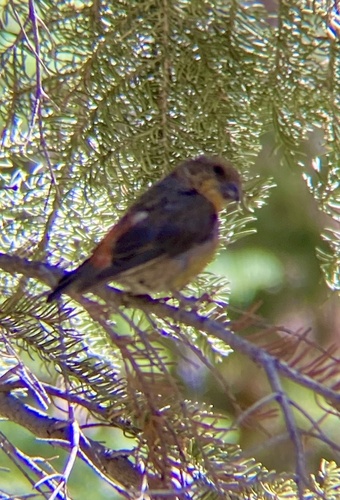 iNaturalist observation photo of Red Crossbill