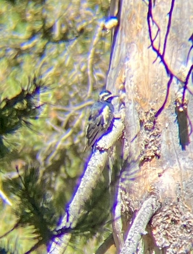 iNaturalist observation photo of Williamson's Sapsucker