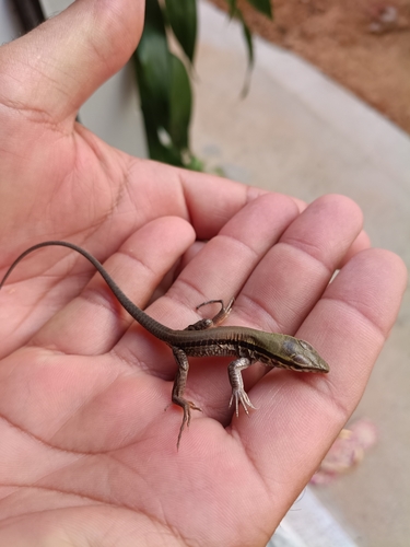 Giant Ameiva