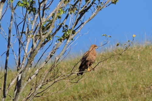 Savanna Hawk