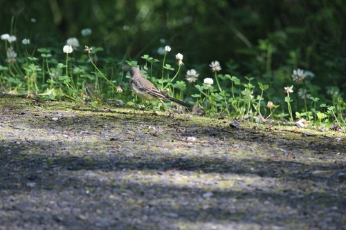 White Wagtail