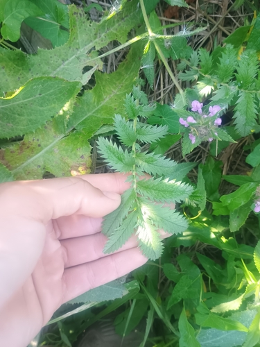 common silverweed