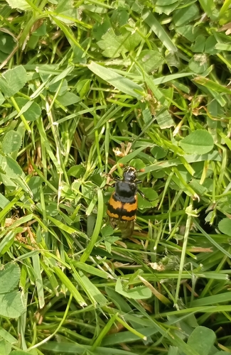 Vespillo Burying Beetle