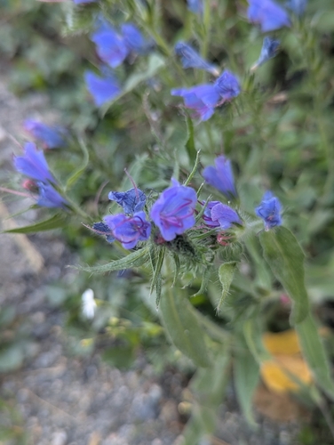 viper's-bugloss