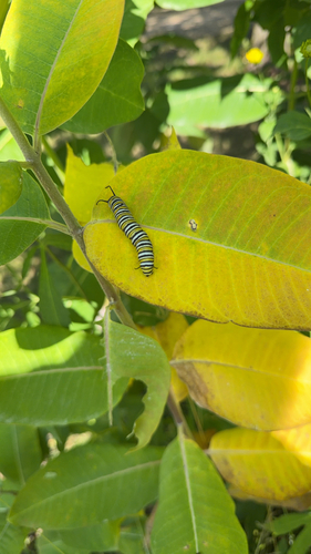 Monarch