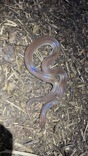 Asian Sunbeam Snake