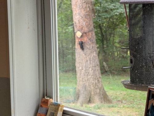 Pileated Woodpecker