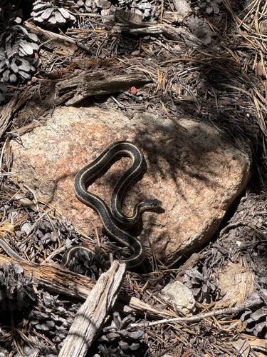 iNaturalist observation photo of Western Terrestrial Garter Snake