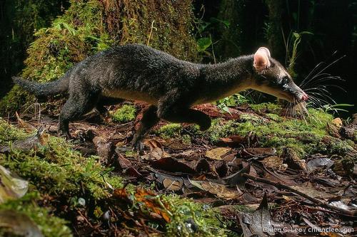 Hose's Civet (Diplogale hosei) — Vulnerable Mammalia