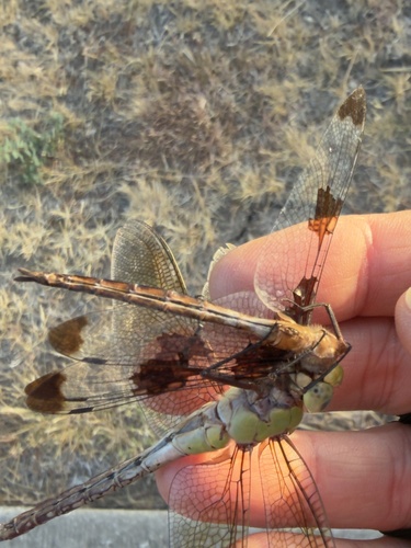 Featured image for “Prince Baskettail”
