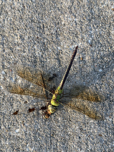 Featured image for “Common Green Darner”