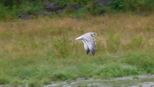 Common Gull
