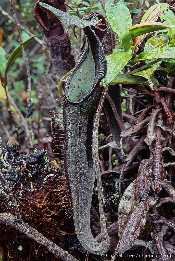 Nepenthes lingulata in December 2004 by Chien Lee · iNaturalist