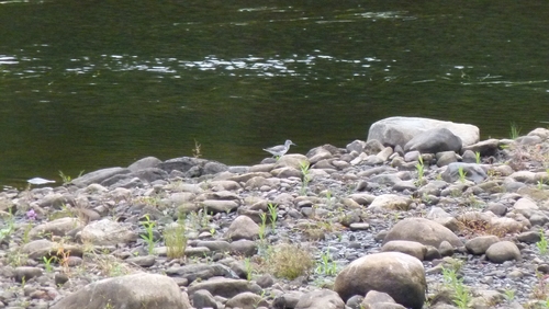 Common Greenshank