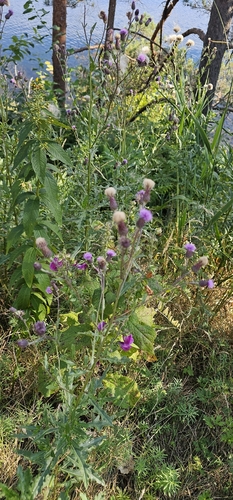 creeping thistle
