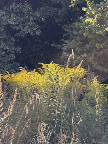Canada goldenrod