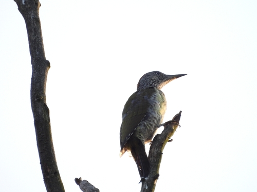 Eurasian Green Woodpecker