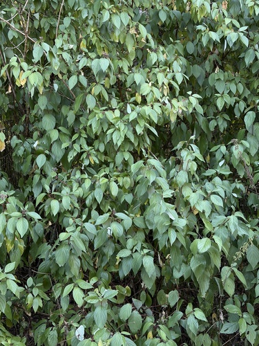 Tatarian dogwood