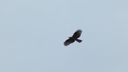 European Honey-buzzard