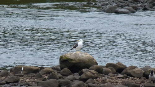 Lesser Black-backed Gull