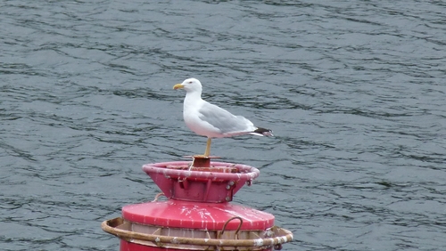 European Herring Gull