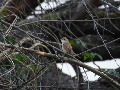 Greater Whitethroat