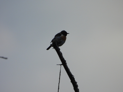 European Stonechat