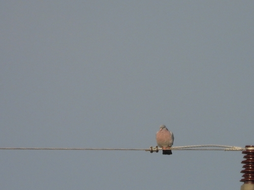 Stock Dove
