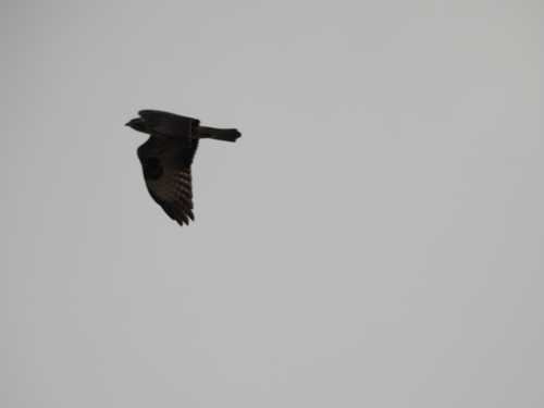 Common Buzzard