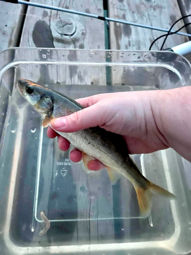 Northern Pikeminnow
