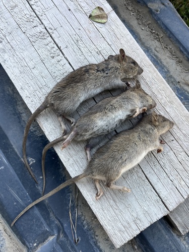 Brown Rat