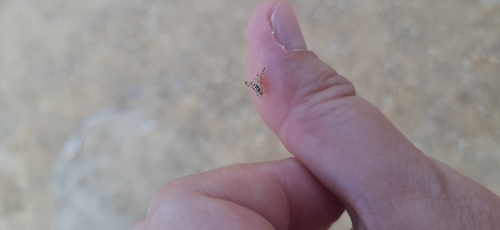 Caper Fly