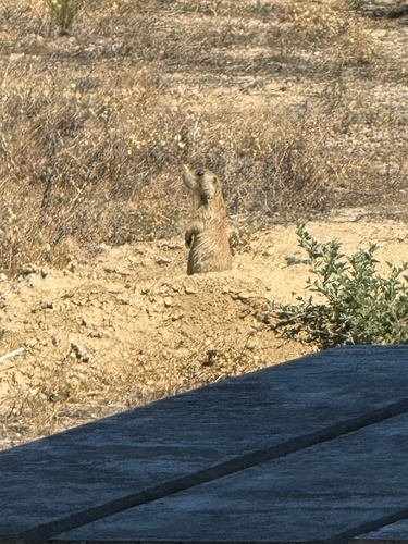 White-tailed Prairie Dog observed by octocorpus