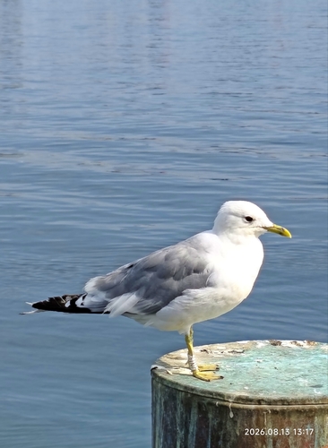 Common Gull