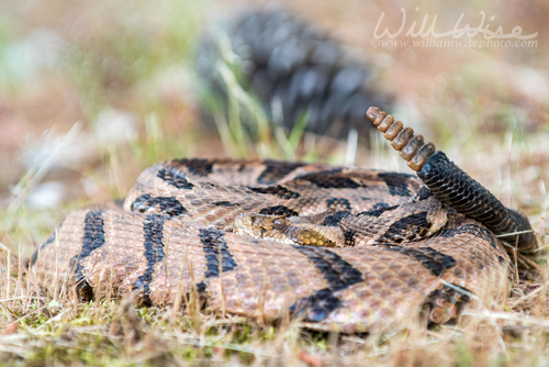 Timber Rattlesnake